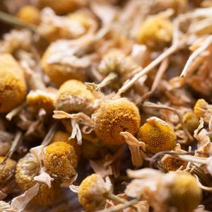 Camomilla